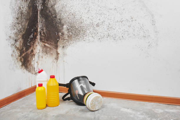 Best Toxic Mold Removal  in White Settlement, TX