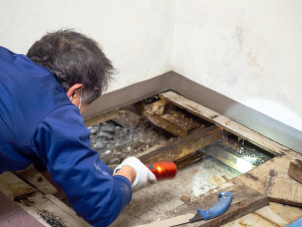 Best Mold Remediation  in White Settlement, TX