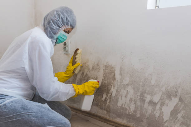 Best Residential Mold Removal  in White Settlement, TX