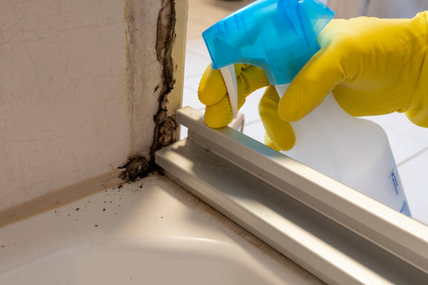 Best Commercial Mold Removal  in White Settlement, TX